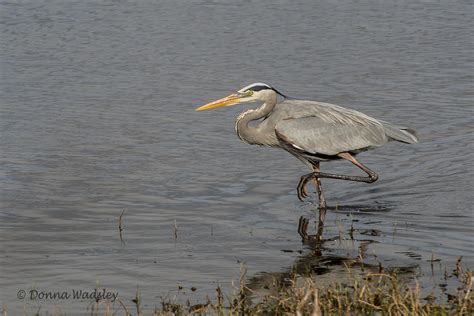 Great Blue Herons – Habitat, Profile & Close-Up | Photos by Donna