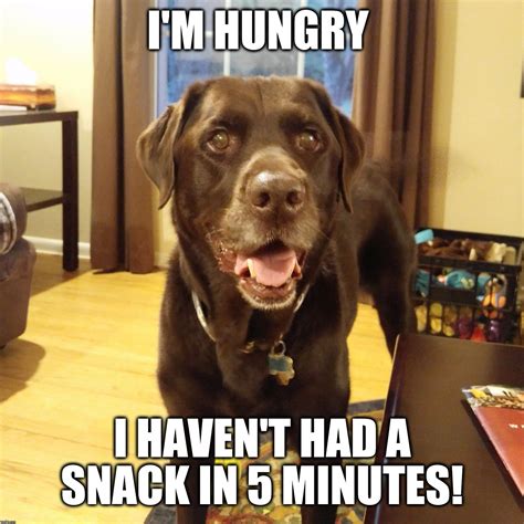 Chuckie the Chocolate Lab | Lab dogs, Dog memes, Labrador