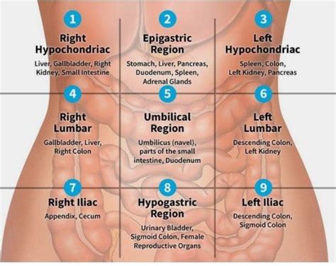 Abdominal Regions