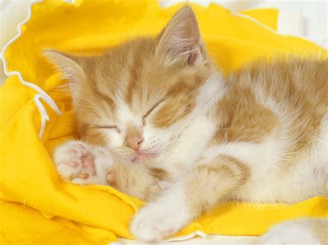 Download Cats Sleeping Wallpaper 1600x1200 | Wallpoper #390562