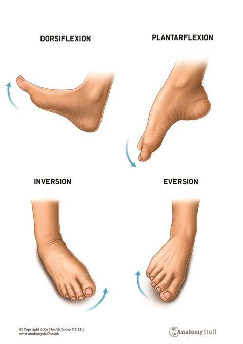 Foot And Ankle Anatomy Range Of Motion And Structure Anatomystuff ...