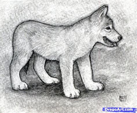 Wolf Cub Drawing at PaintingValley.com | Explore collection of Wolf Cub ...