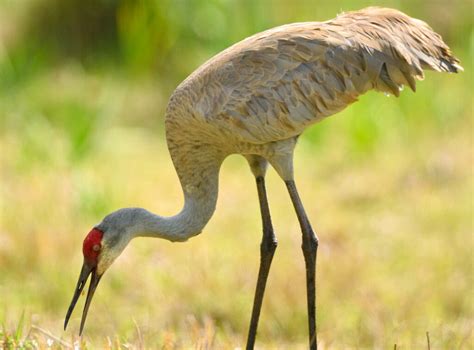 Species Profile: Sandhill Crane | Mossy Oak Gamekeeper