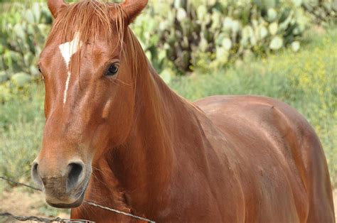 Brown Horse Photograph by Kate Edmunds - Fine Art America