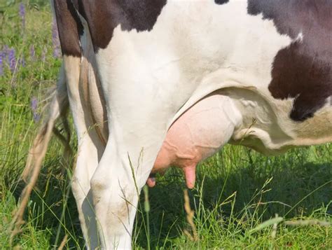 Cow udder Stock Photo by ©aleksask 4210443