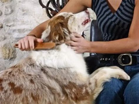 Caring For an Aussie’s Coat: 11 Dos and Don’ts – Herding Dog Zone