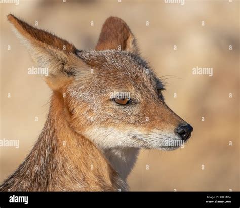 jackal side view face Stock Photo - Alamy