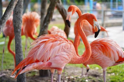 Flamingos - On Wildlife