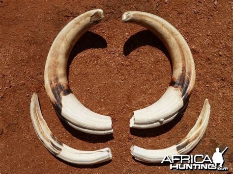 Warthog Tusks - My Photo Gallery