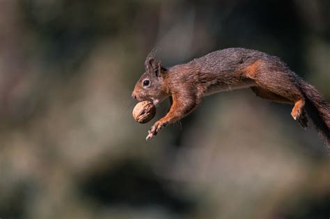 Photos of Squirrels Jumping with Nuts | PetaPixel