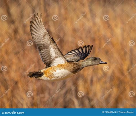 American Wigeon Female Duck in Flight Stock Image - Image of flying ...