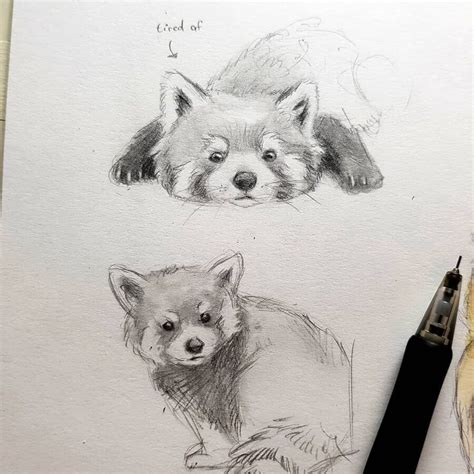 Cute Pencil Animal Drawings | Panda art, Realistic animal drawings ...