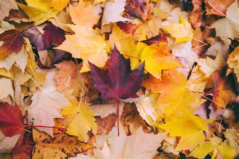 What to do with autumn leaves - Thrive