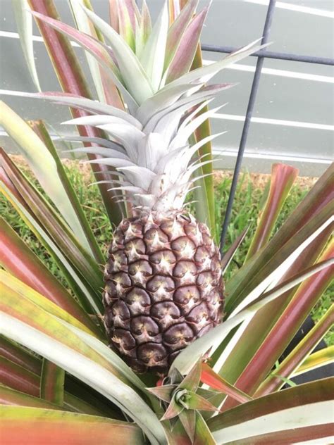 Buy Pineapple Plant | White Jade Pineapple Plant | Citrus.com