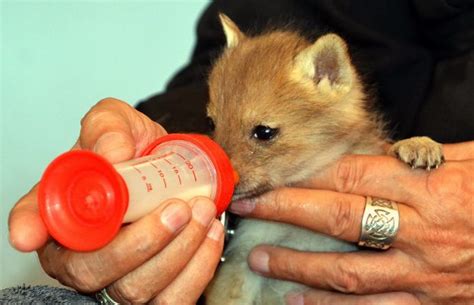 6 Black-backed Jackal pups rescued from a farm, and taken to safety