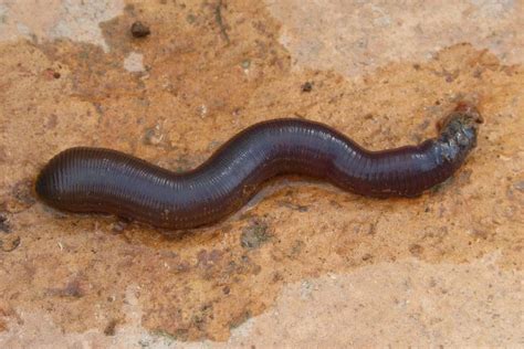 11 Characteristics of Annelids (Worms, Leeches) - Wildlife Informer