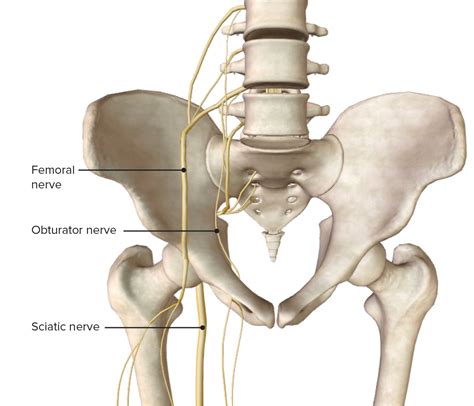 Hip Joint | Concise Medical Knowledge