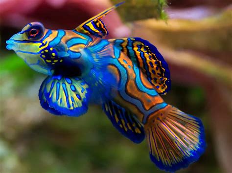 5 Best Tropical Fish For Advanced Aquarists | Fishkeeping Advice