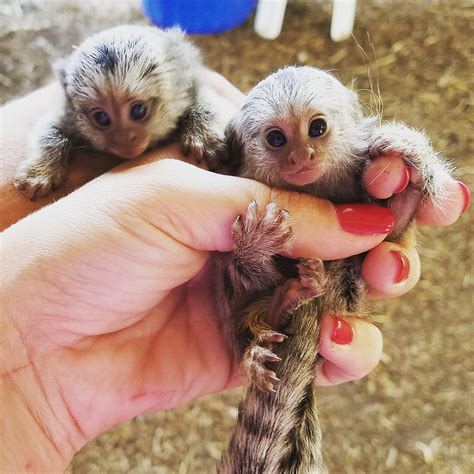 Marmoset Monkey for sale - Luxury Pet Source - Monkey Breeders