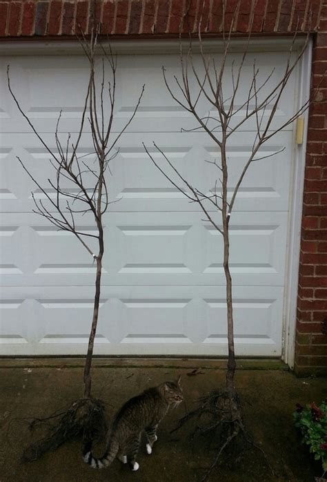 Need help pruning persimmon trees