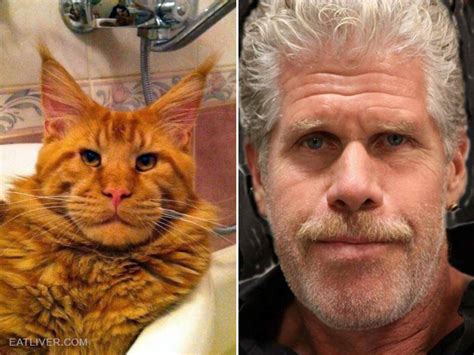 Cats And Dogs That Look Like Ron Perlman - CamTrader