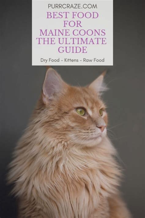 Purr Craze Blog: The Best Maine Coon Food – The Ultimate Guide