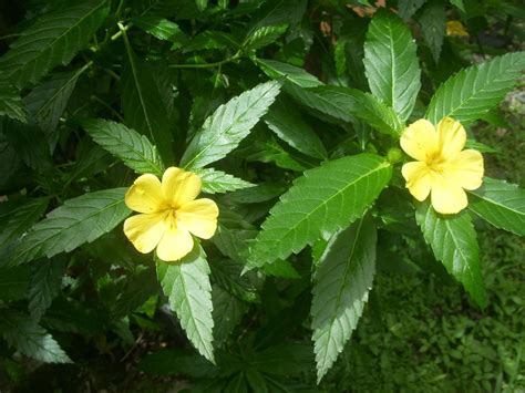 Damiana Benefits and Uses - Herb that Increases the Sexual Energy