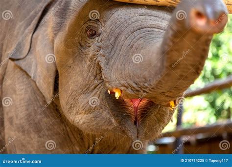 Baby elephant is smiling stock image. Image of nose - 210714225