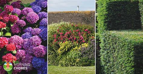 When to Trim Your Bushes and 6 Important Tips to Do It Right