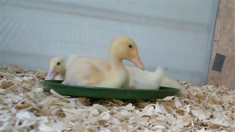 How to Raise, Feed, and Care for Baby Ducks - PetHelpful