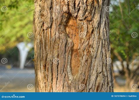 Ghaf Desert Tree Trunk, Muscat, Oman Stock Photo - Image of flora, oman ...