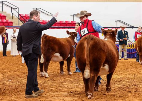 Hereford Champions | GKB Cattle - Herefords, Angus, Brangus & Brahman ...