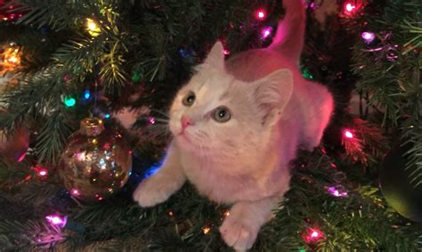 Your Christmas Cats - 24th December 2015 - We Love Cats and Kittens