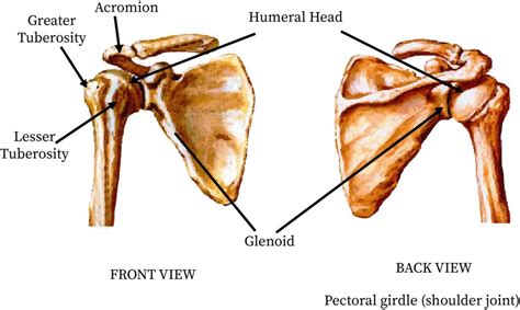 Pectoral Girdle Bones Real