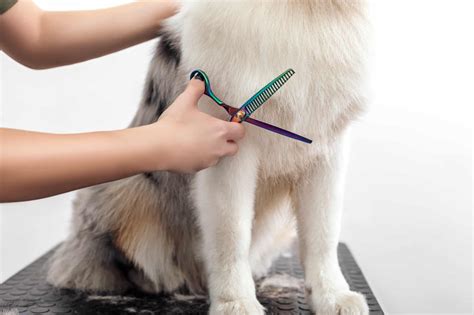 Australian Shepherd Grooming: An Ultimate Guide (With FAQs)