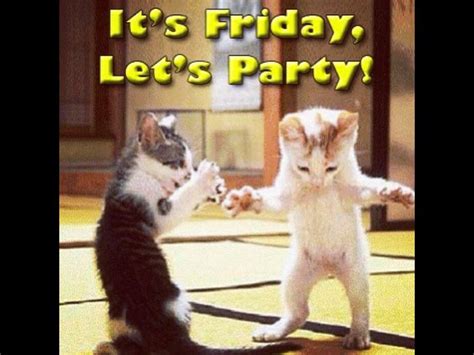 Party time | Dancing cat, Dancing animals, Friday dance