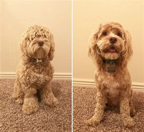 27 Best Cockapoo Haircut Pictures | Cockapoo grooming, Cockapoo haircut ...