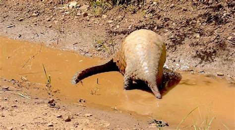 Giant ground pangolin Smutsia gigantea This is the largest of the ...