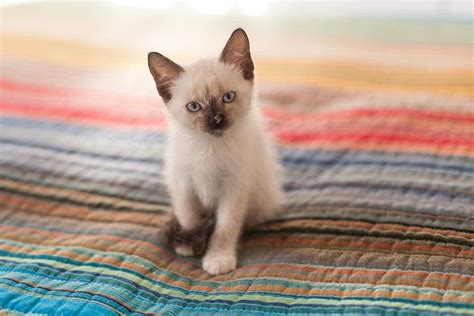 Siamese Kittens For Sale in Florida: Breeders List 2024 | Hepper