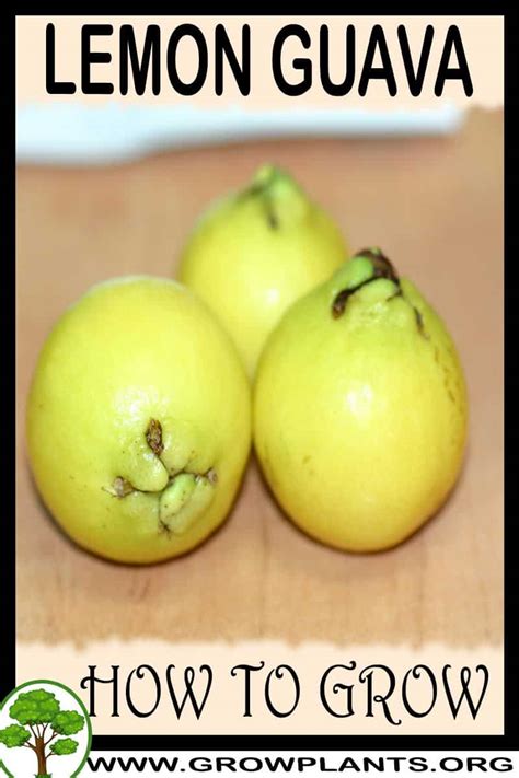 Lemon Guava - How to grow & care