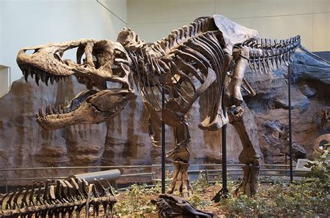 Tyrannosaurus - Wikipedia