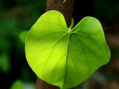 Benefits of Tinospora Cordifolia Leaves for Human Health Stock Image ...