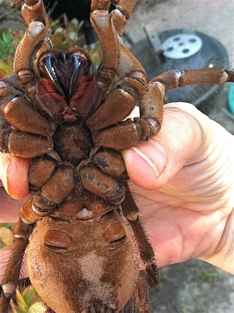 Bird Eating Spider Size - Valentine