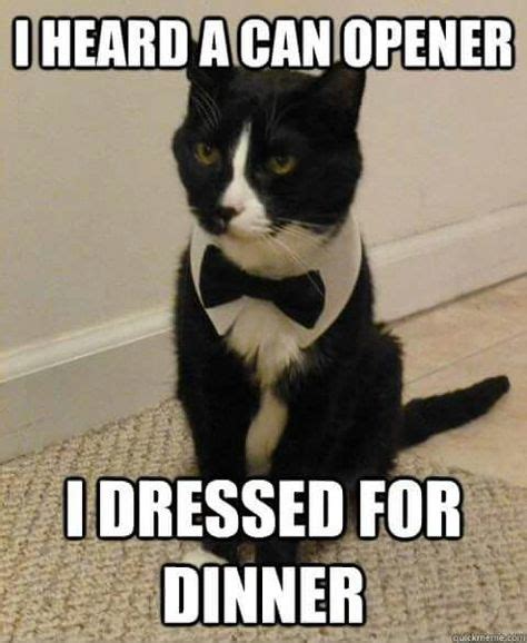 Tuxedo Cat Names Perfect Choice | Cats, Funny cats, Funny animals