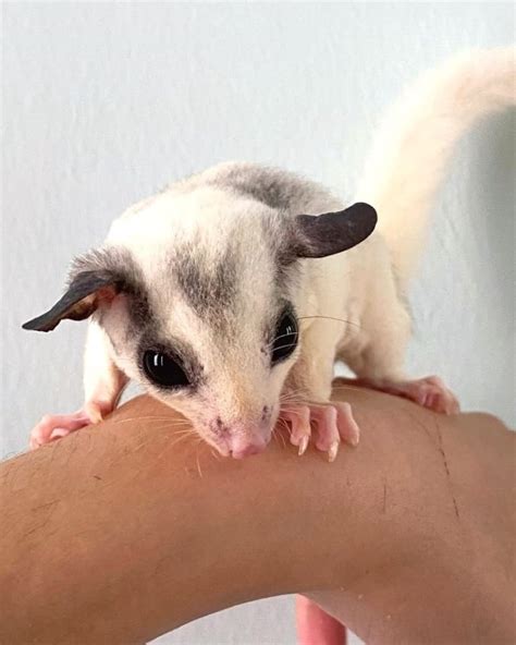 20+ Sugar Glider Colors and Patterns Explained (With Pictures)