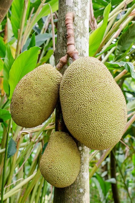 Jackfruit - Wikipedia