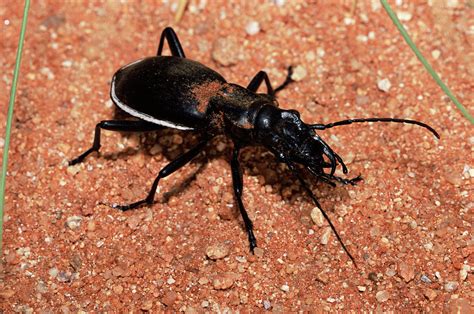 Ground Beetle Photograph by Sinclair Stammers/science Photo Library ...