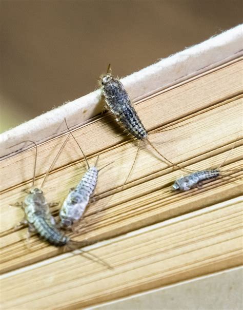 Pest Control For Silverfish NY, NJ & CT | Assured