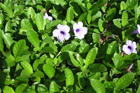 Ruellia tuberosa