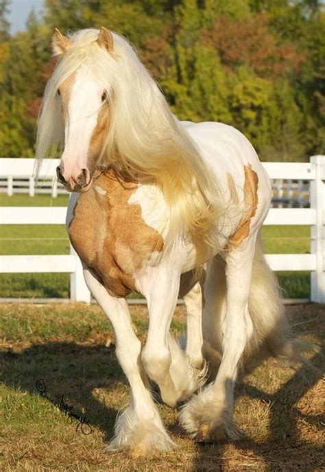 Palomino paint | Most beautiful horses, Pretty horses, Beautiful horses